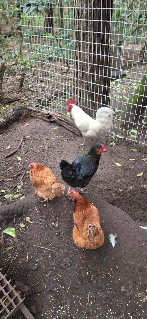 5 legkippen en een witte haan, Dieren en Toebehoren, Pluimvee, Meerdere dieren, Kip