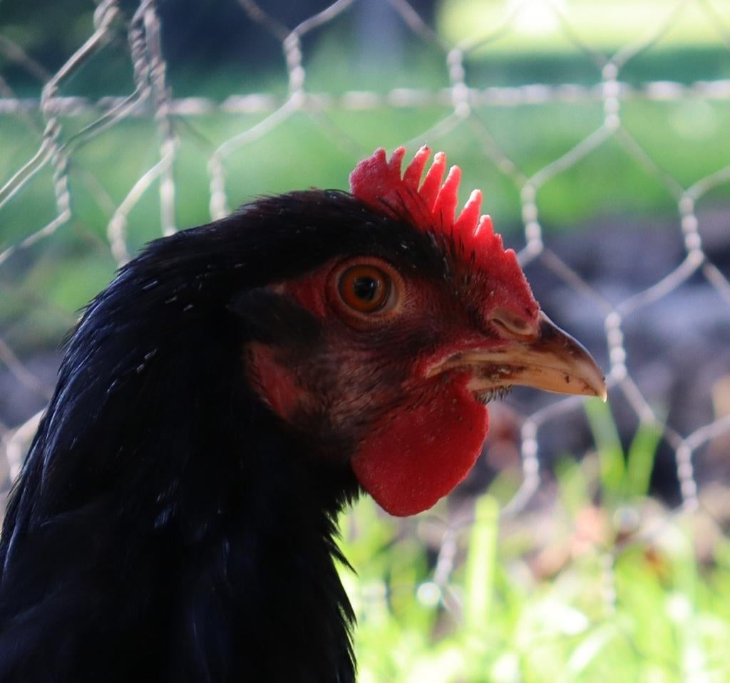 Dubbelgezoomde barnevelder hennen, Dieren en Toebehoren, Vrouwelijk, Kip