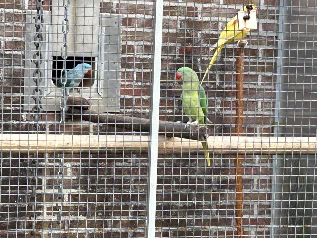 Split blauwe Alexander, Vrouwelijk, Parkiet, Geringd