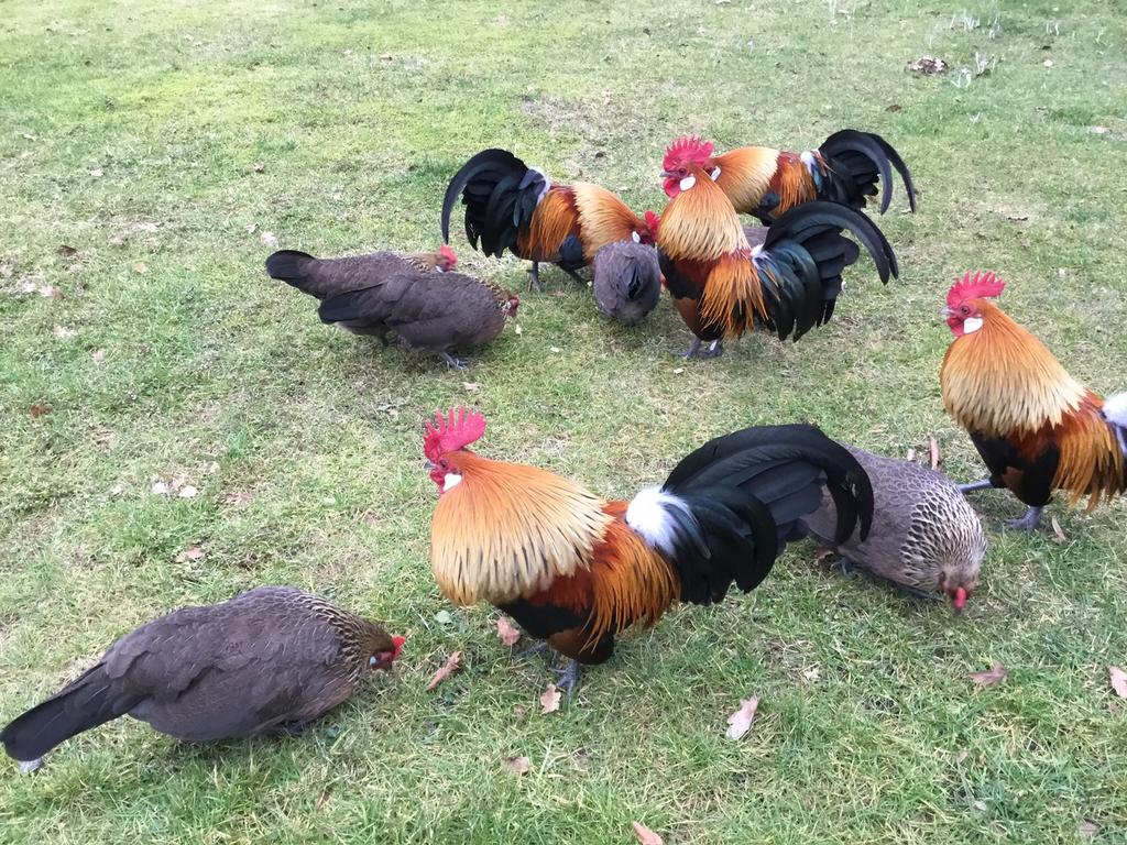Broedeieren Hollandse kriel wildkleur/patrijs, Dieren en Toebehoren, Pluimvee, Kip, Geslacht onbekend