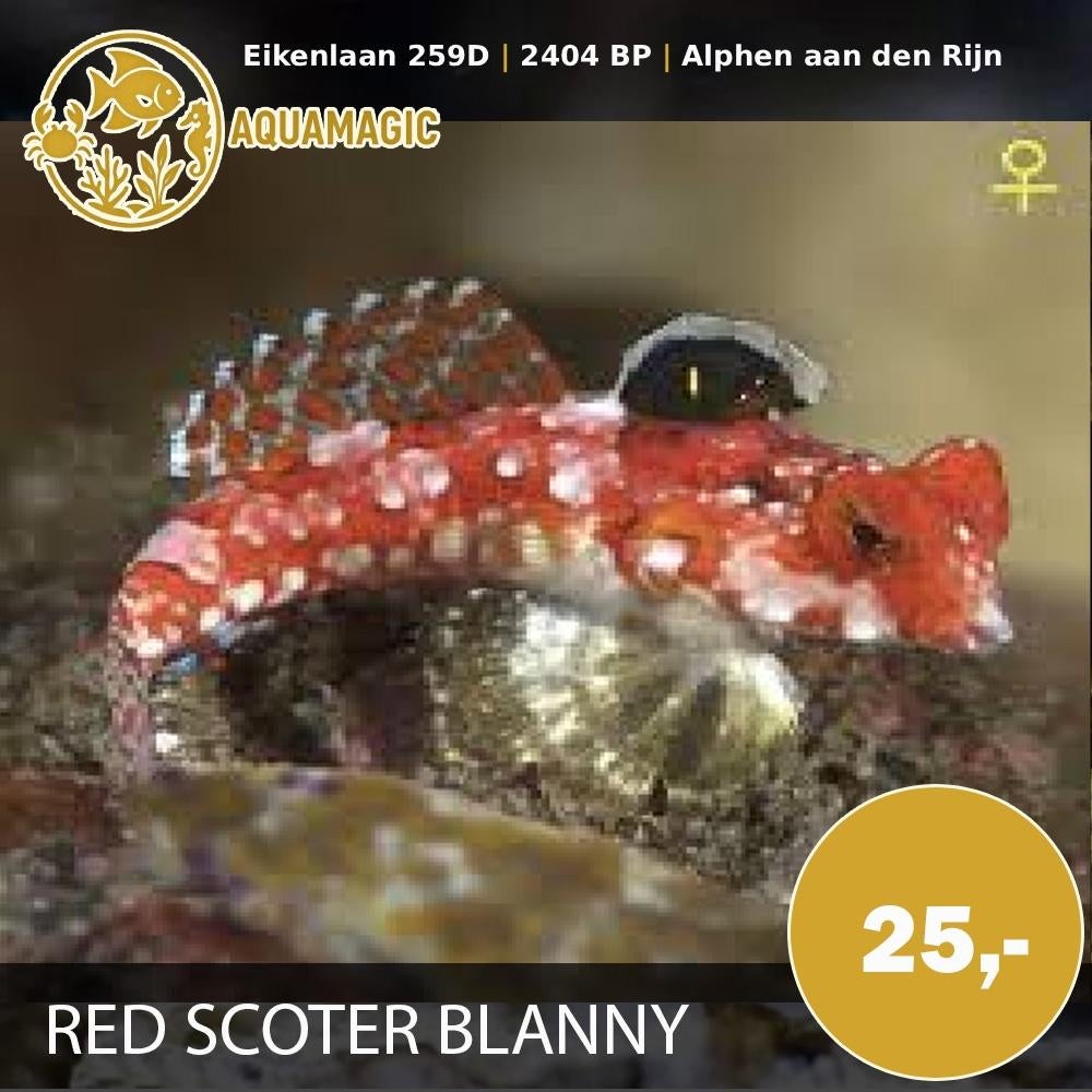 red scooter blanny, Vis, Zoutwatervis