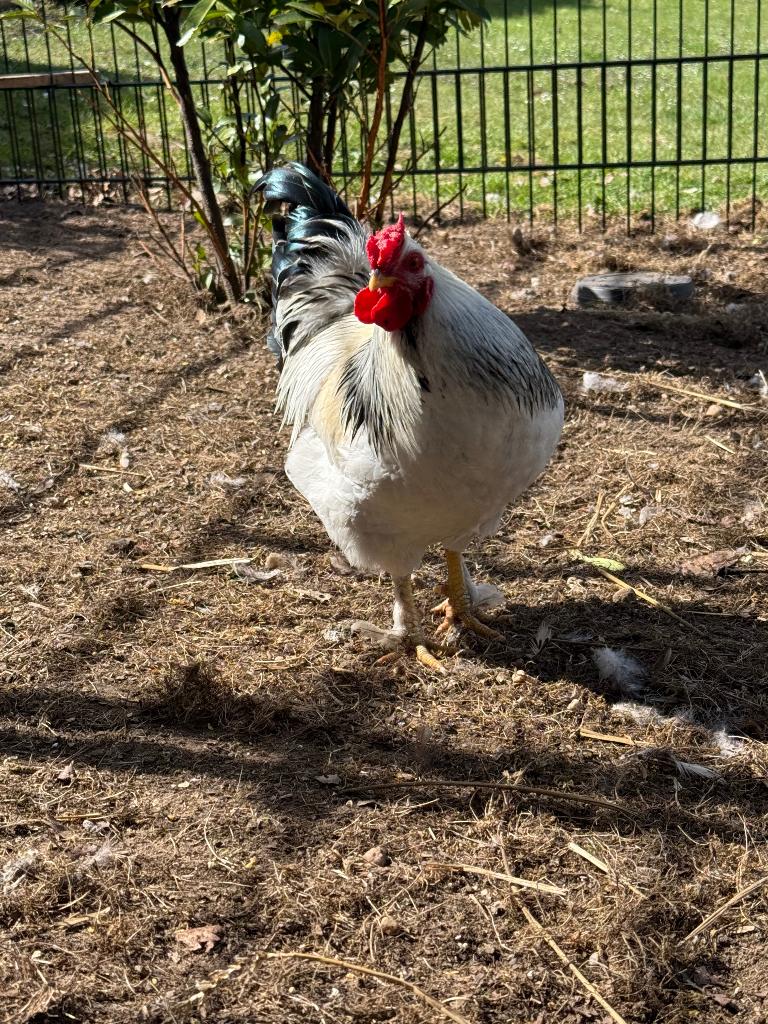 Mooie Haan wyandotte kriel, Dieren en Toebehoren, Pluimvee, Mannelijk, Kip