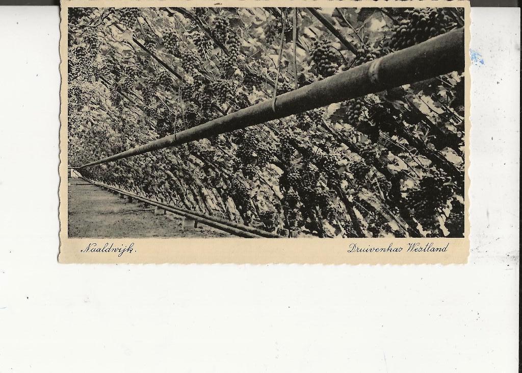 Naaldwijk Druivenkas met Alicanten, Ophalen of Verzenden, 1920 tot 1940, Ongelopen, Zuid-Holland