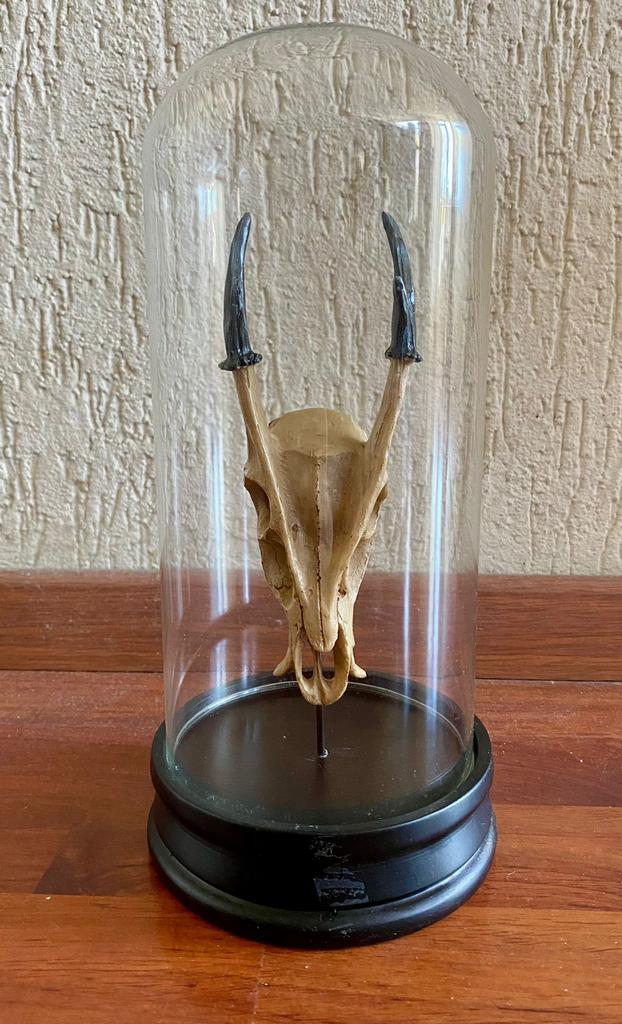 Reebok in glazen stolp, Ophalen of Verzenden