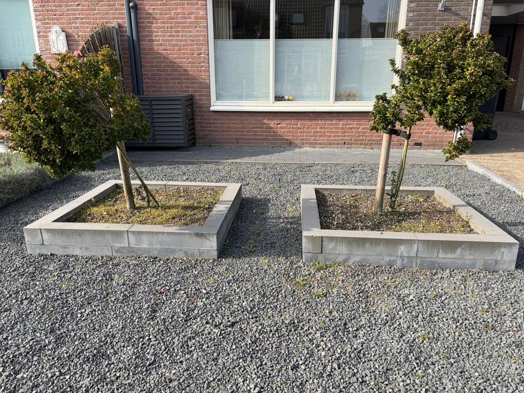 2 Boompjes Little Rascal Blauwe Hulst, Tuin en Terras, Planten | Bomen, Ophalen, Bloeit niet, Halfschaduw, Overige soorten