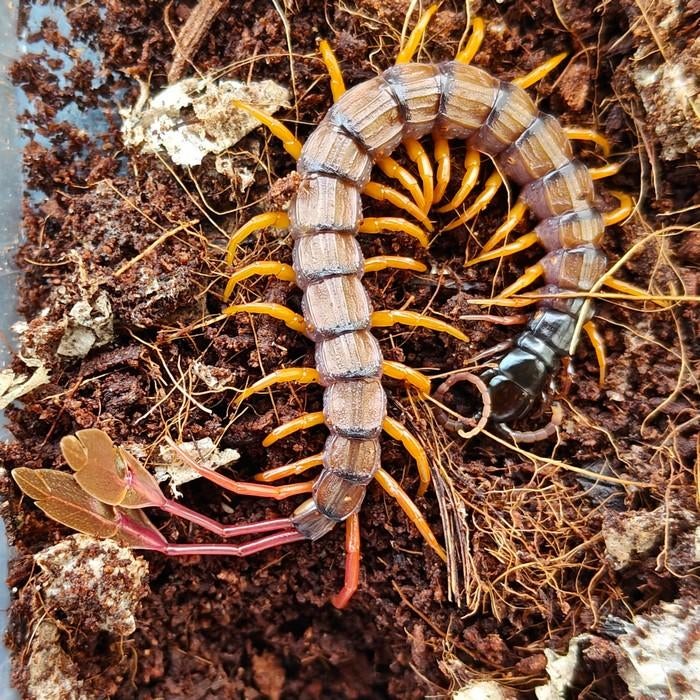 Scolopendra alipes, Dieren en Toebehoren