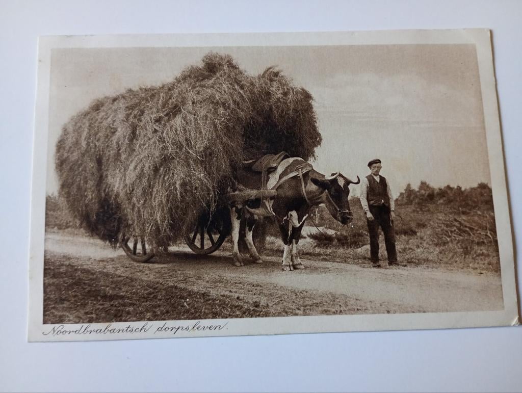 Noordbrabants Dorpsleven Boerenleven Ossenwagen, Ophalen of Verzenden, 1920 tot 1940, Ongelopen, Noord-Brabant
