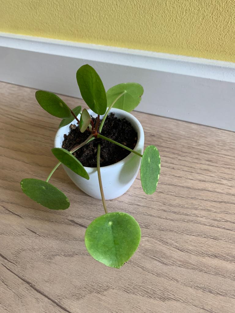 Stekje(s) Pannenkoekenplant, Ophalen, Overige soorten, Halfschaduw, Minder dan 100 cm