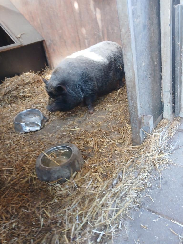 Mini zeugje., Dieren en Toebehoren, Vrouwelijk, Varken
