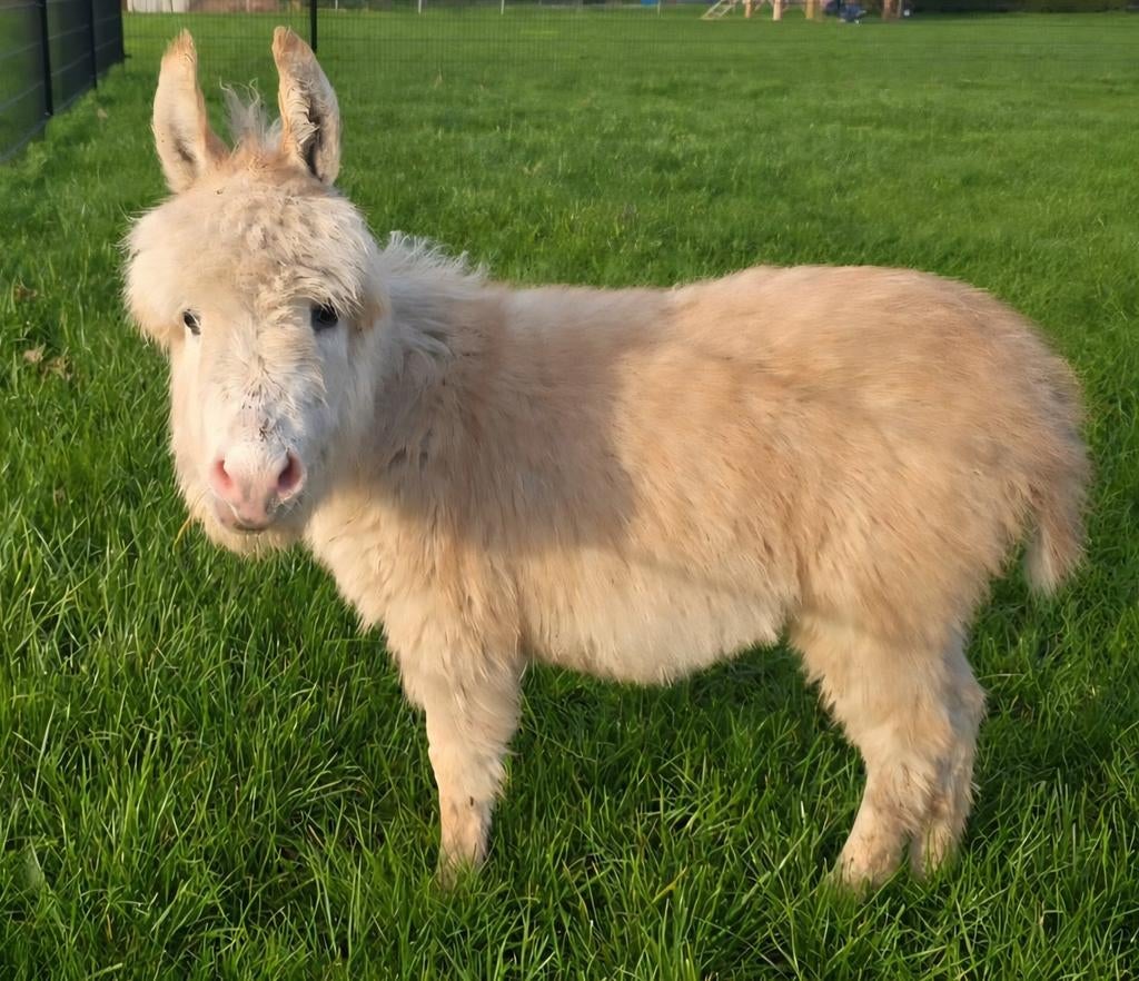 Mini-ezel veulen; hengst., Dieren en Toebehoren, Overige Dieren, November, Mannelijk