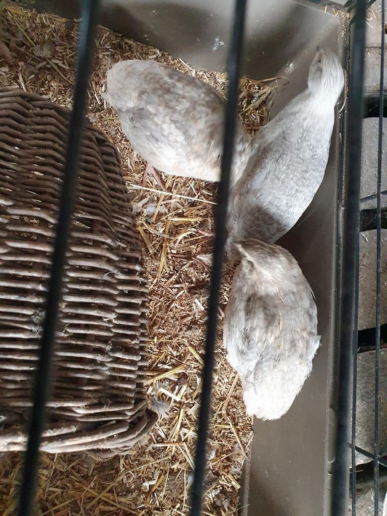 Japanse kwartel hanen te koop, Dieren en Toebehoren, Mannelijk, Overige soorten