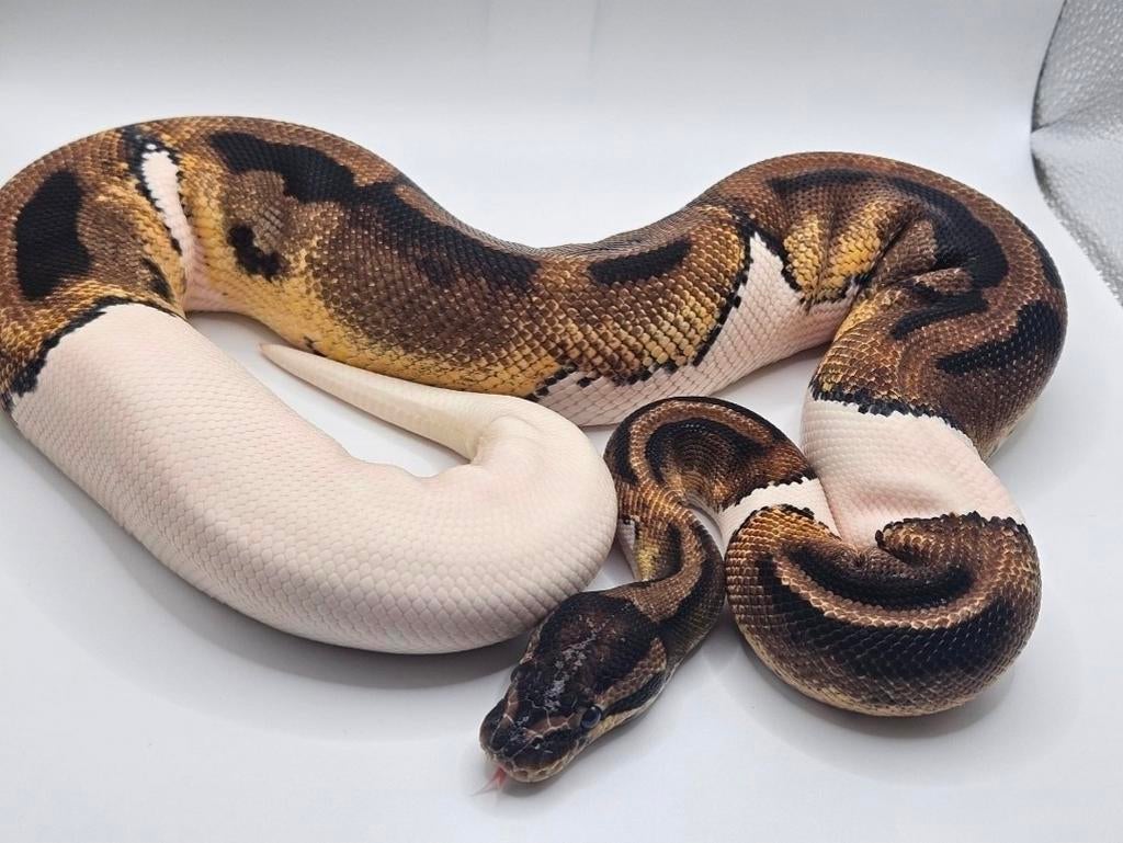 Koningspython- ballpython- python regius Ball Python - female for sale from MiSa