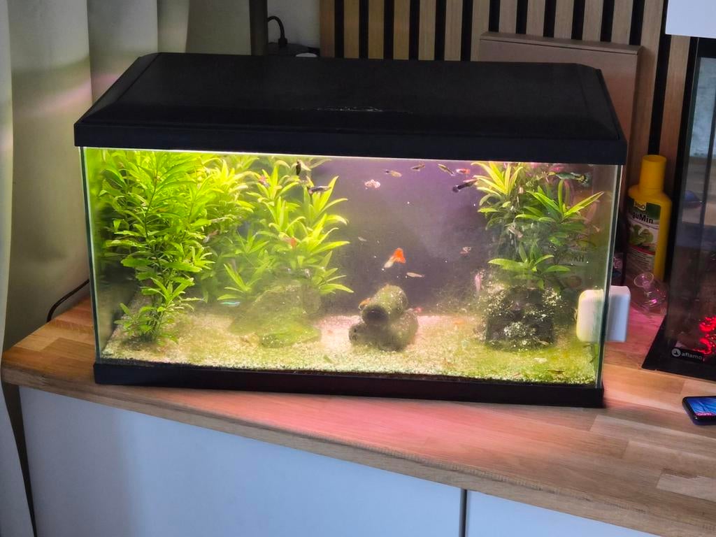 Compleet aquarium incl. alle toebehoren, Dieren en Toebehoren, Vissen | Aquaria en Toebehoren, Ophalen, Inclusief vissen, Zo goed als nieuw