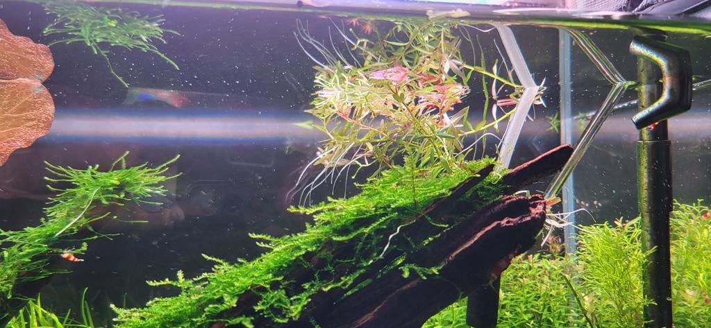 Aquariumplanten Hygrophyla Ricardia Rotala Saggitaria Blyxa, Dieren en Toebehoren, Ophalen of Verzenden, Nieuw, Plant(en), Steen of Hout