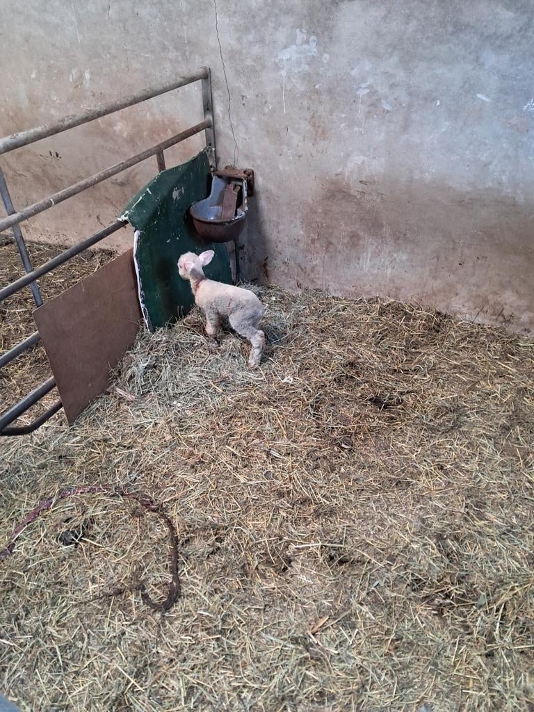 Te koop leblam boerentesselaar, Dieren en Toebehoren, Mannelijk, Schaap, 0 tot 2 jaar