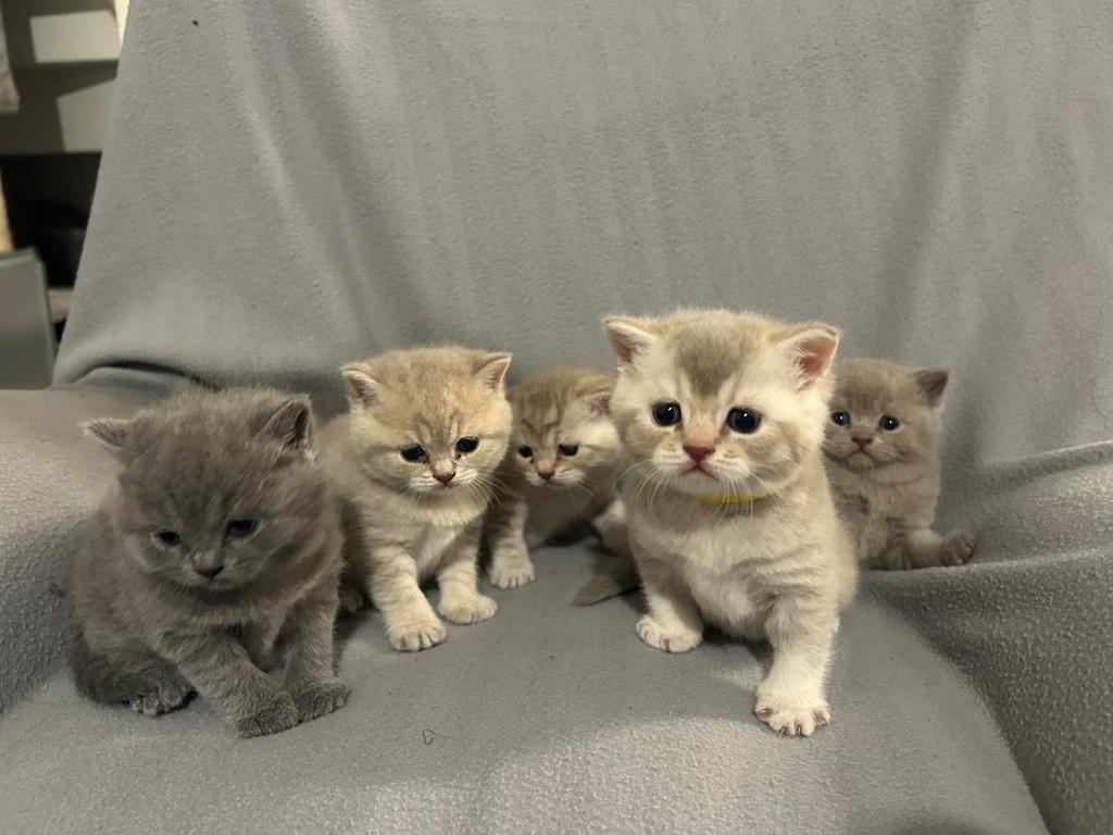 Ras zuivere Britsekorthaar, Meerdere dieren, Ingeënt