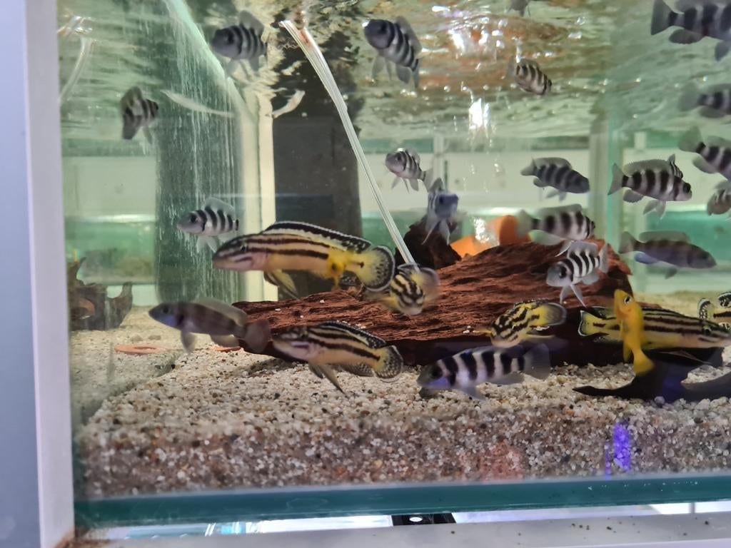 Julidochromis Regani Kipili Tanganyika Cichliden, Vis, Zoetwatervis