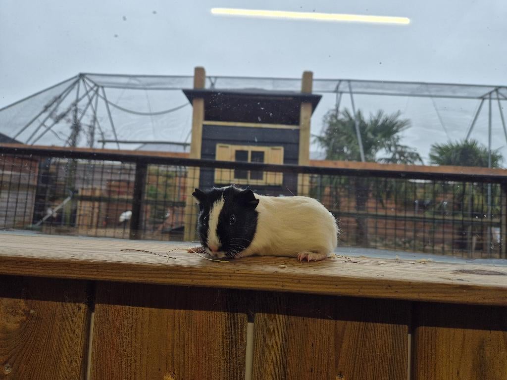 Cavia beren | Verschillende kleurslagen | Cavia's, Dieren en Toebehoren, Knaagdieren, Cavia, Mannelijk, Januari, Tam