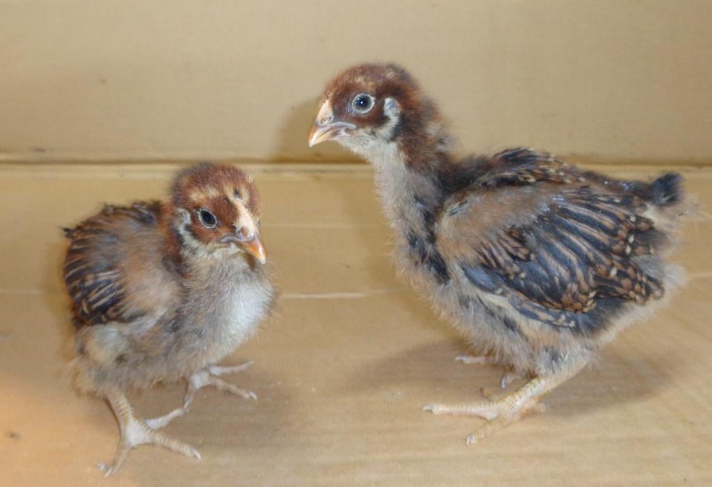 kuikens barnevelder dubbelgezoomd groot hennen, Vrouwelijk, Kip