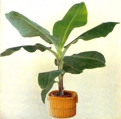 10x Musa acuminata banaan zaden (verzenden kan ook), Ophalen, Gehele jaar, Volle zon, Zaad