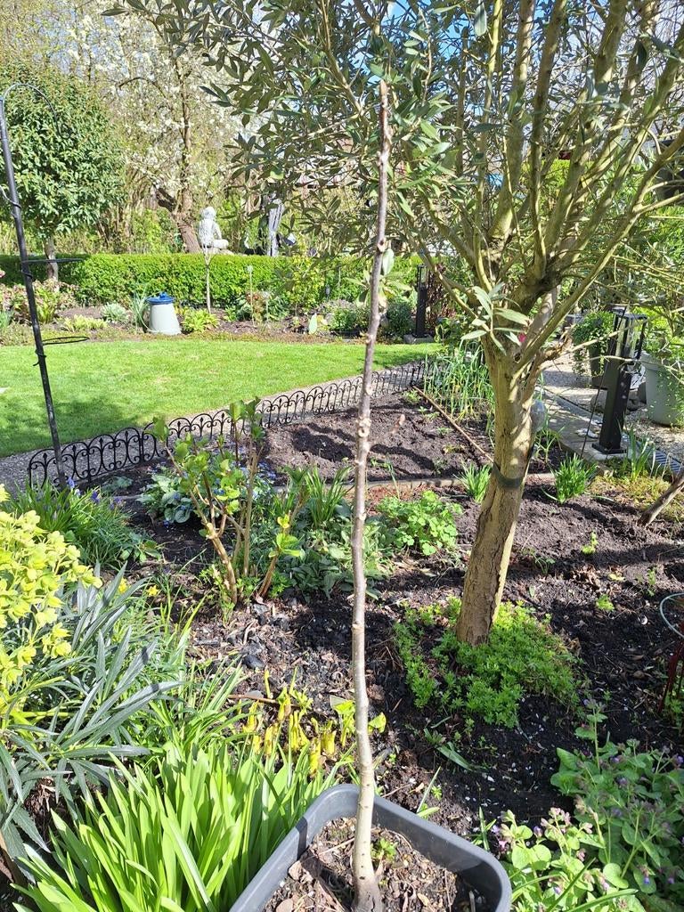 Walnotenboom in pot - 150cm hoog, grote walnoten, Tuin en Terras, Bloeit niet, Volle zon, In pot, Overige soorten