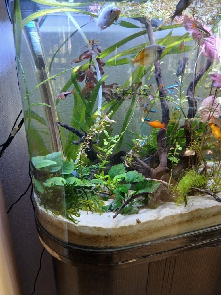 Te koop niet vragen of de vissen apart verkocht worden get i, Dieren en Toebehoren, Vissen | Aquaria en Toebehoren, Ophalen, Gebruikt