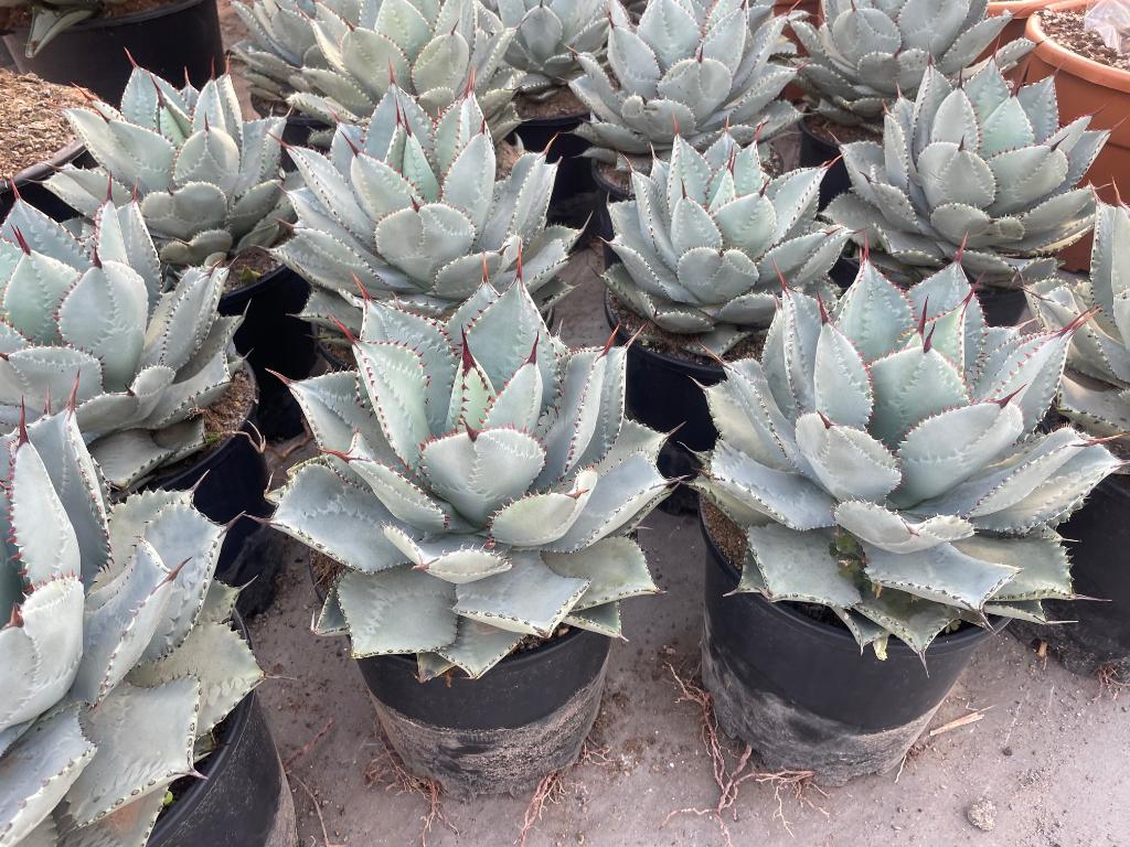 AGAVE Pygmae 'Dragon Toes’ potmaat 25 cm., Ophalen of Verzenden, Minder dan 100 cm, Bloeiende kamerplant, Volle zon