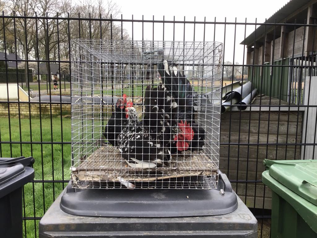 Chabo krielen, Dieren en Toebehoren, Ophalen of Verzenden, Zo goed als nieuw, Drinken en Voederen