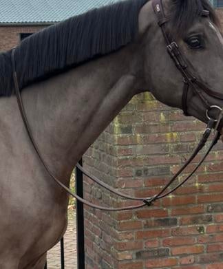 Cwd anti-slip teugel, Dieren en Toebehoren, Ophalen of Verzenden, Zo goed als nieuw, Springen