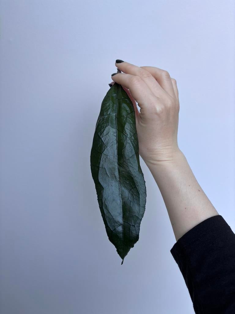 Hoya Clemensiorum Sumatra Stekje [large leaf], Huis en Inrichting, Kamerplanten, Ophalen of Verzenden, Halfschaduw, Minder dan 100 cm