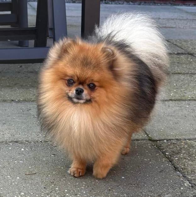 Pomeranian | Dwergkees | Pomeriaan reu 11 maanden met uitzet, Particulier, Keeshond, 15 weken tot 1 jaar, Reu