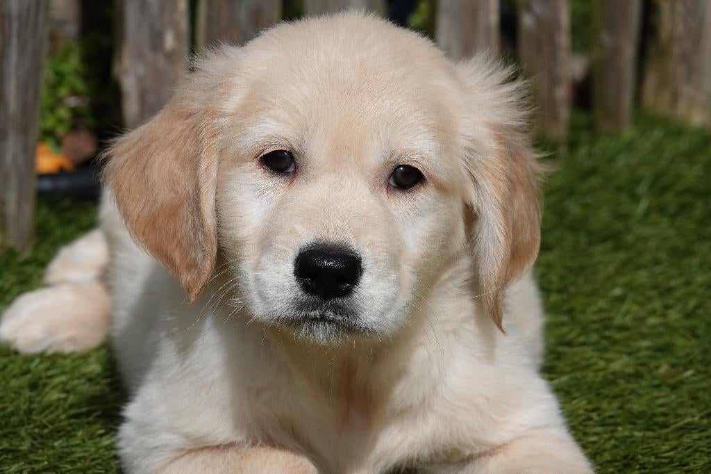 Prachtige Golden retriever pups met stamboom, België, 8 tot 15 weken, Meerdere, Meerdere dieren