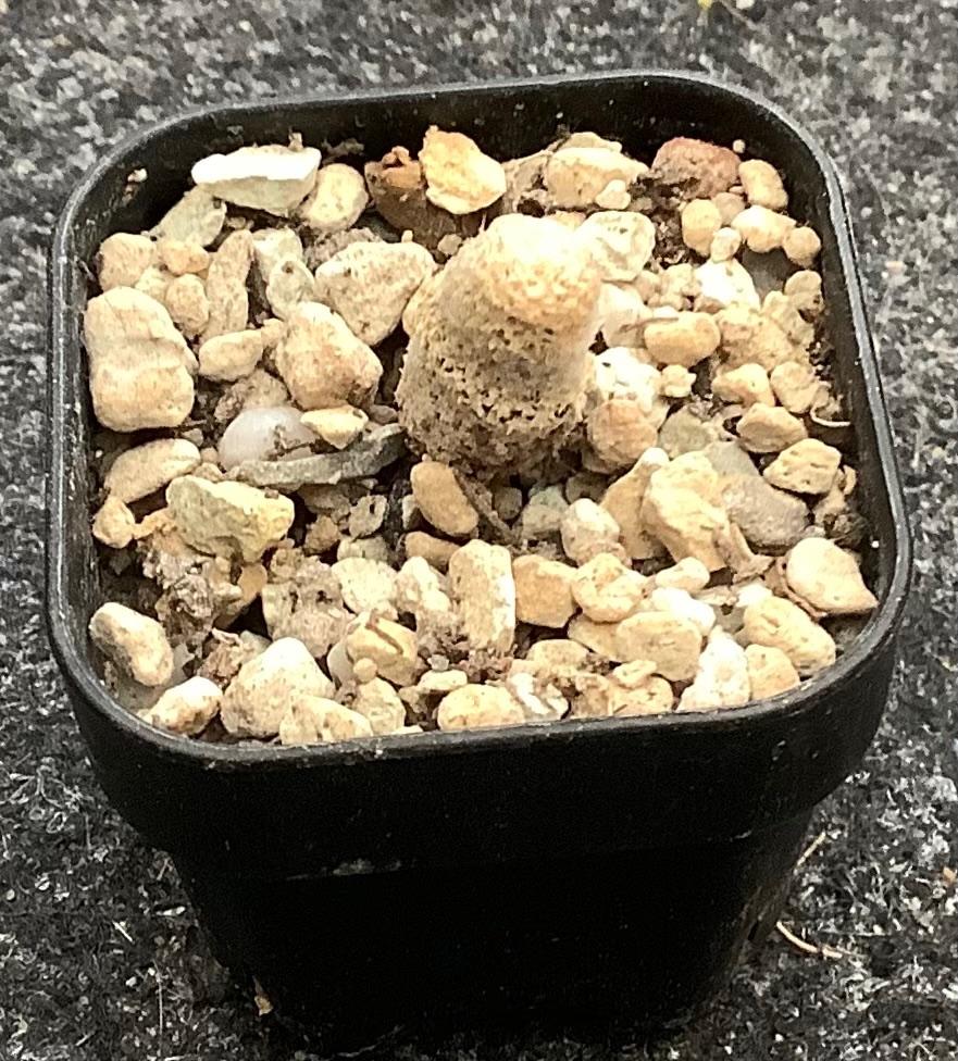 Cactus, Thelocephala, Ophalen of Verzenden, Cactus, Volle zon, Minder dan 100 cm