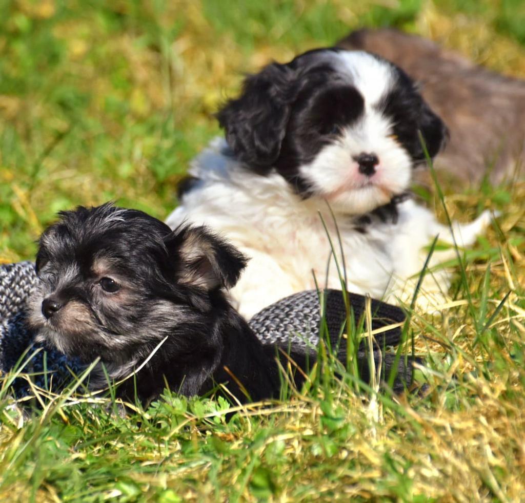 4 Prachtige Boomer pups (klein) 3 meiden, 1 jongetje(witte), Parvo, Nederland, Overige rassen, 8 tot 15 weken