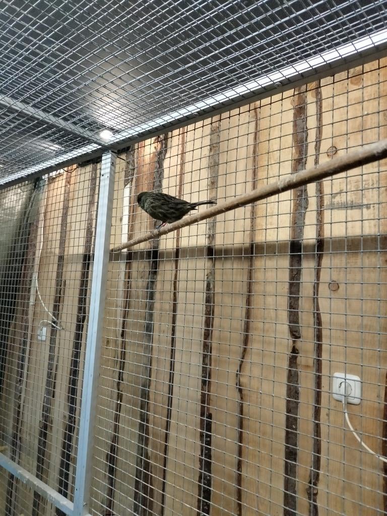 Gezocht Groene kanarie poppen