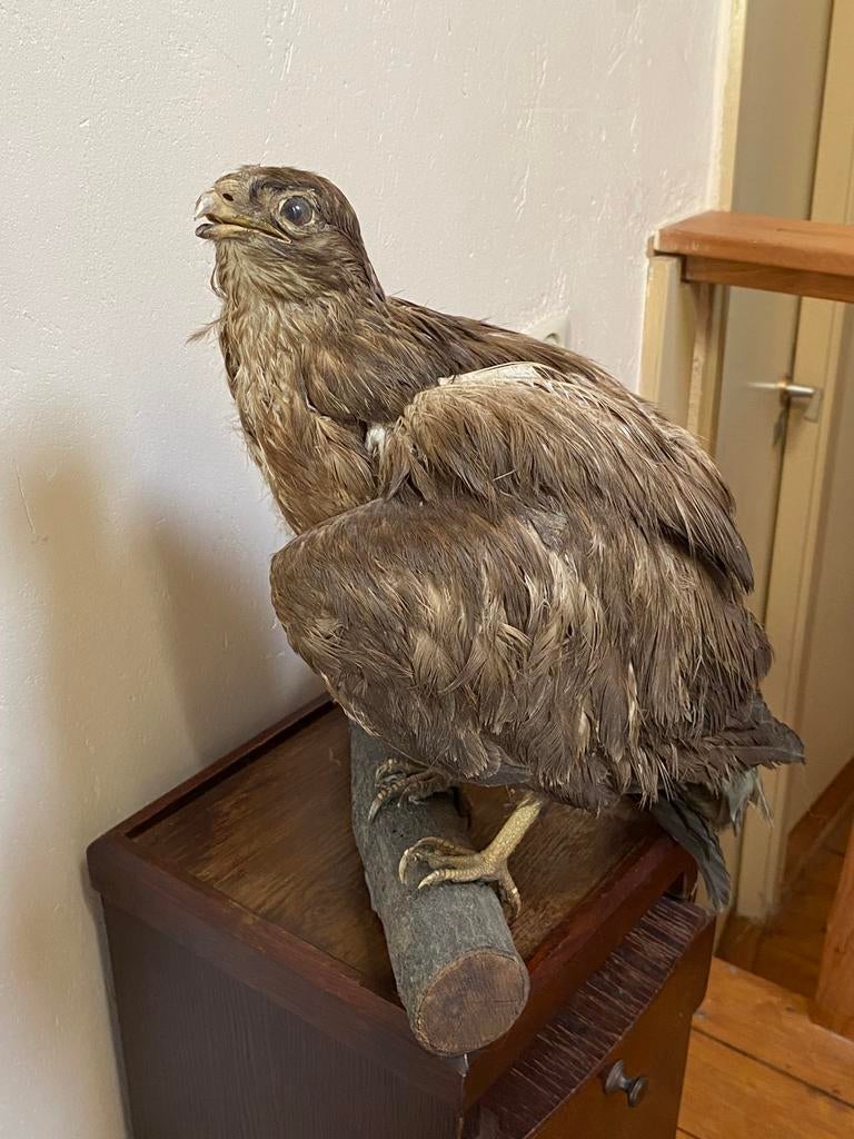 Opgezette Buizerd., Verzamelen, Dierenverzamelingen, Ophalen of Verzenden, Gebruikt, Vogel, Opgezet dier