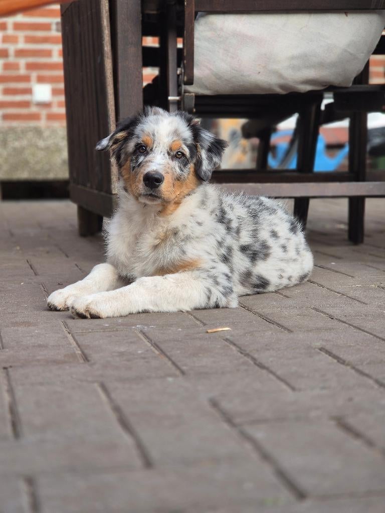 Australien Shepherd Welpen, Dieren en Toebehoren, Honden | Herdershonden en Veedrijvers, Reu, Overige rassen, Fokker | Hobbymatig