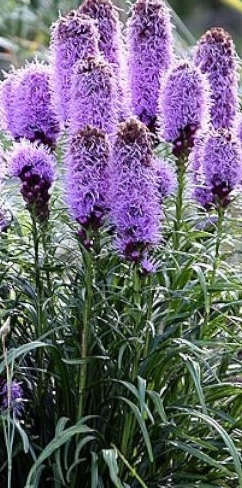 Liatris, Ophalen of Verzenden, Volle zon