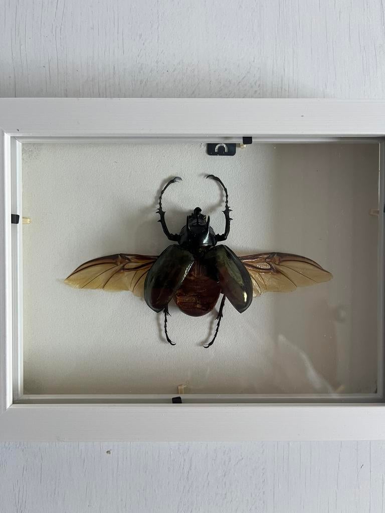 Chalcosoma atlas in lijst, Dieren en Toebehoren, Insecten en Spinnen, Overige soorten