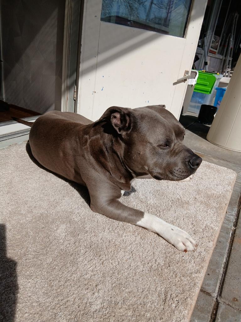 Stafford, Dieren en Toebehoren, Honden | Bulldogs, Pinschers en Molossers, Reu, Particulier, Eén hond, Nederland, 6 jaar of ouder