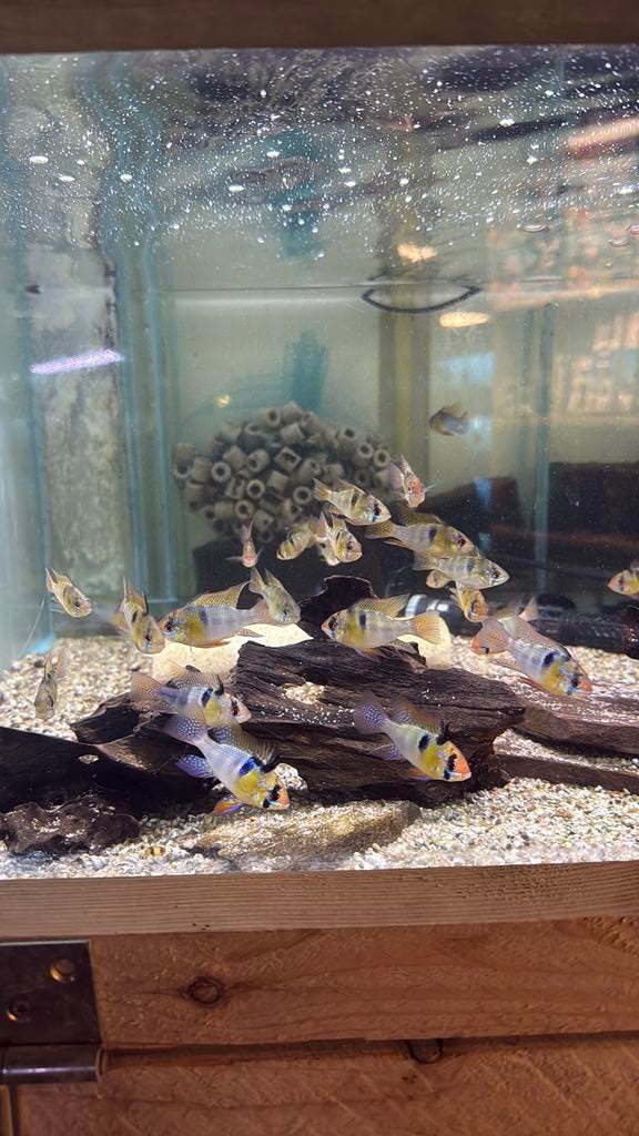 Microgeophagus ramirezi - antennebaarsje, Vis