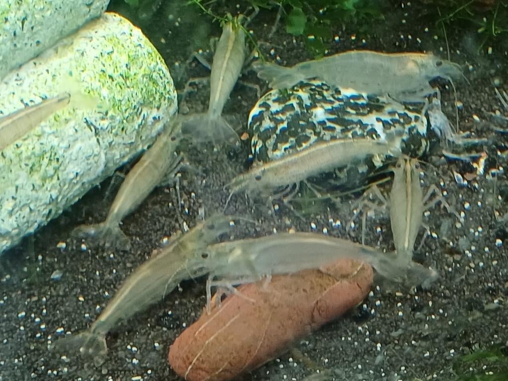 Hobbyaquarium Japonica XL garnalen  algeneters, Kreeft, Krab of Garnaal, Zoetwatervis, Schoolvis