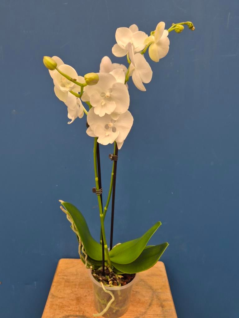 Orchidee Phalaenopsis Charming Snow p12, Huis en Inrichting, Kamerplanten, Ophalen of Verzenden, Halfschaduw, Minder dan 100 cm