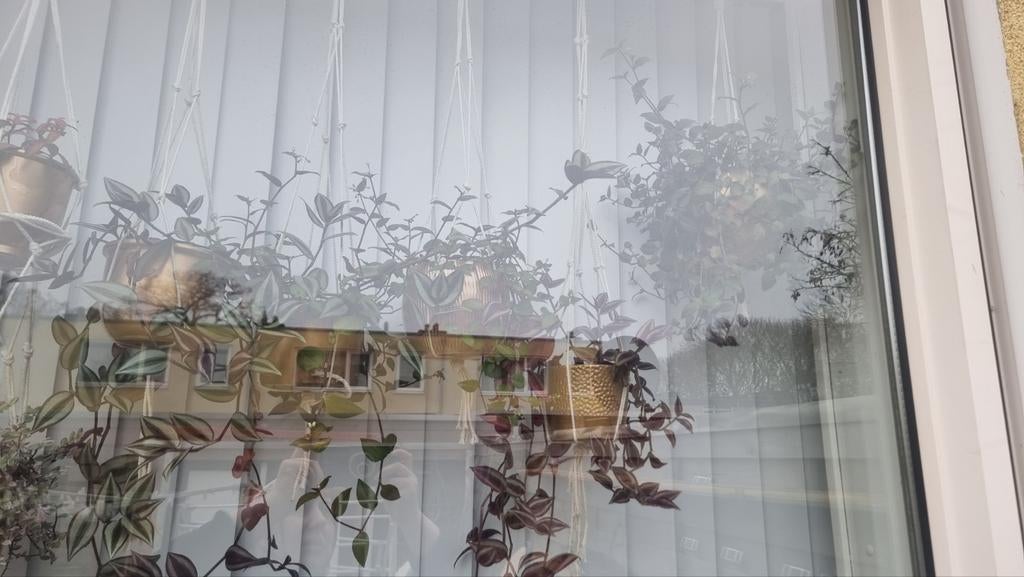 Tradescantia zebrina Hangplanten met Pot & Macrame Hanger, Overige soorten, Vaste plant, Ophalen of Verzenden, Halfschaduw