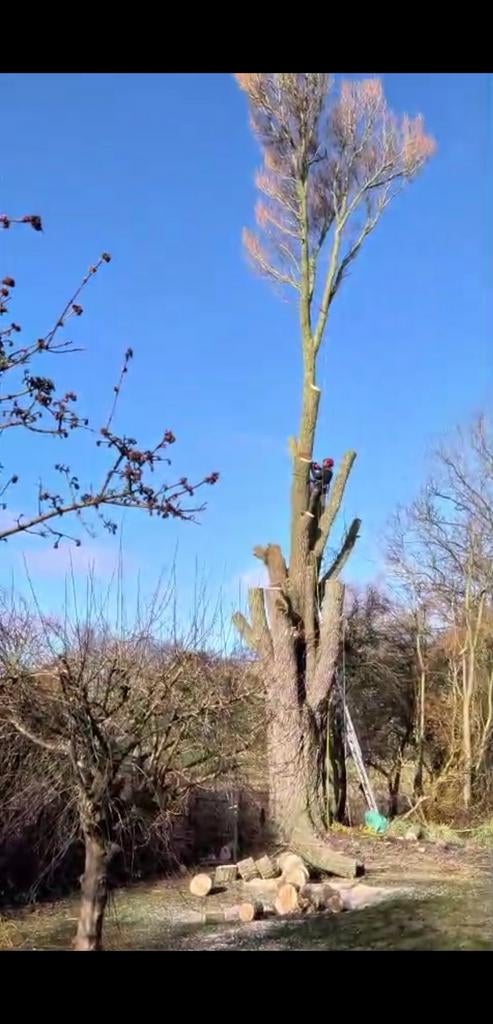 Treeworx boomverzorging, Diensten en Vakmensen, Tuinmannen en Stratenmakers, Tuinonderhoud of Snoeiwerk, Garantie