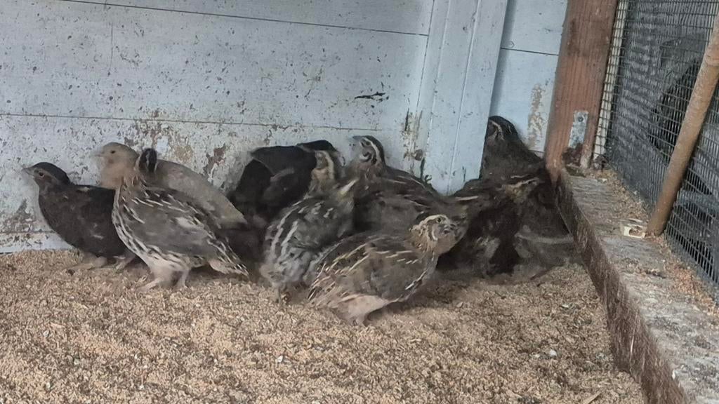 Te koop Japanse kwartels., Dieren en Toebehoren, Vrouwelijk, Overige soorten