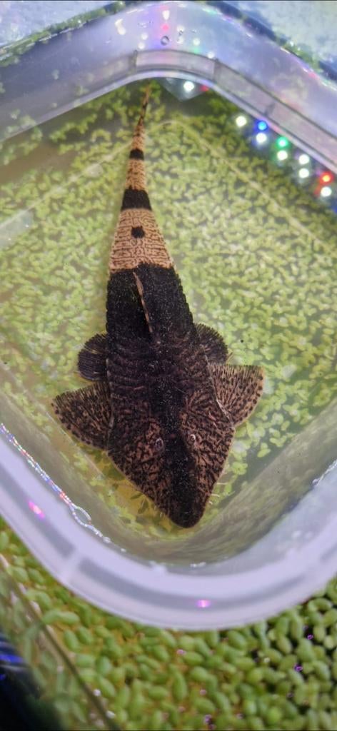 chameleon whiptail / Pseudohemiodon apithanos, Dieren en Toebehoren, Vissen | Aquariumvissen, Vis, Zoetwatervis, Schoolvis