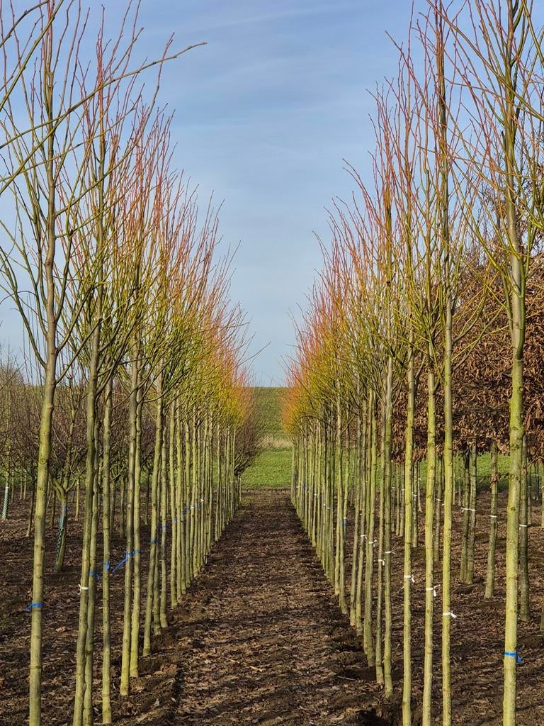 Bomen in pot of kluit - diverse soorten, Tuin en Terras, Planten | Bomen, Ophalen, In pot, Overige soorten, 400 cm of meer