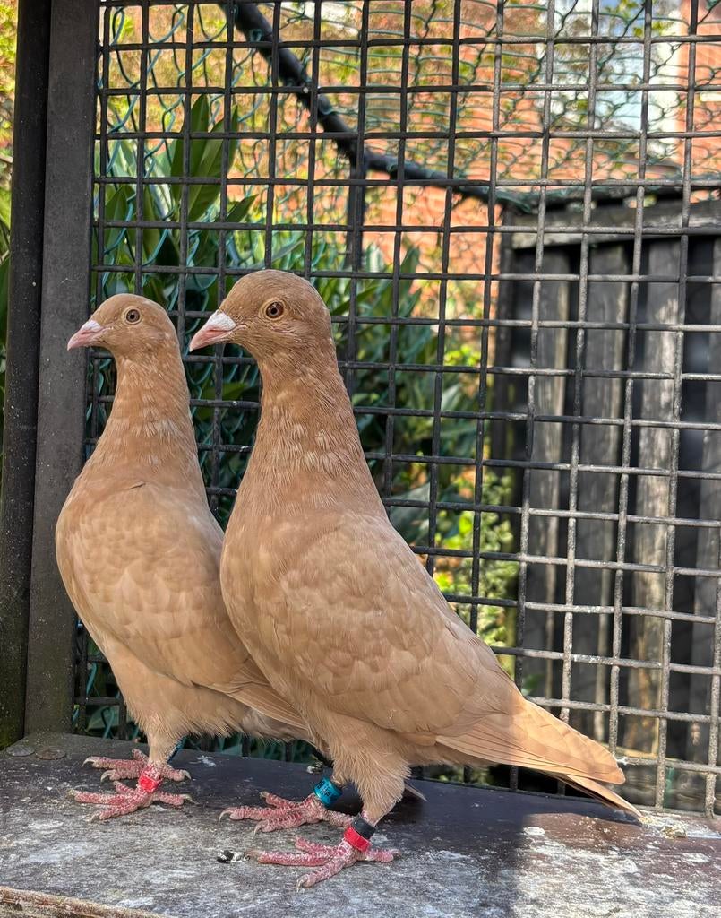 Kleurpostduiven, duiven, postduiven., Dieren en Toebehoren, Vogels | Duiven, Meerdere dieren, Postduif