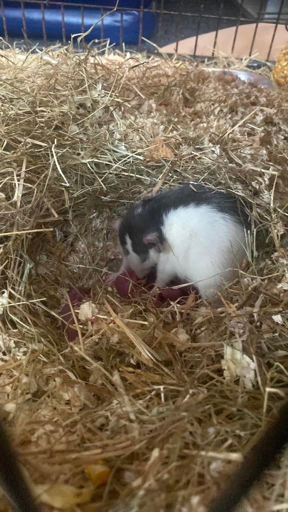 Baby dumbo ratten 3 mannetjes over. Moeten weg, Rat, Maart, Meerdere dieren, Tam
